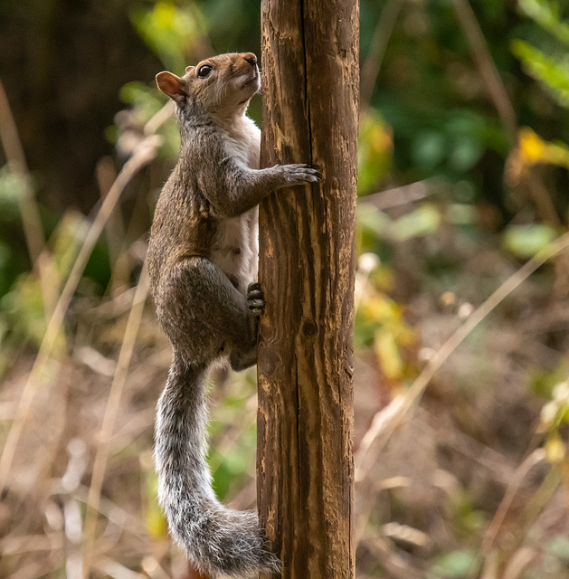 Squirrel