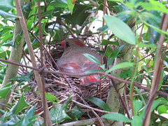 Northern cardinal on nest