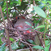 Northern cardinal on nest
