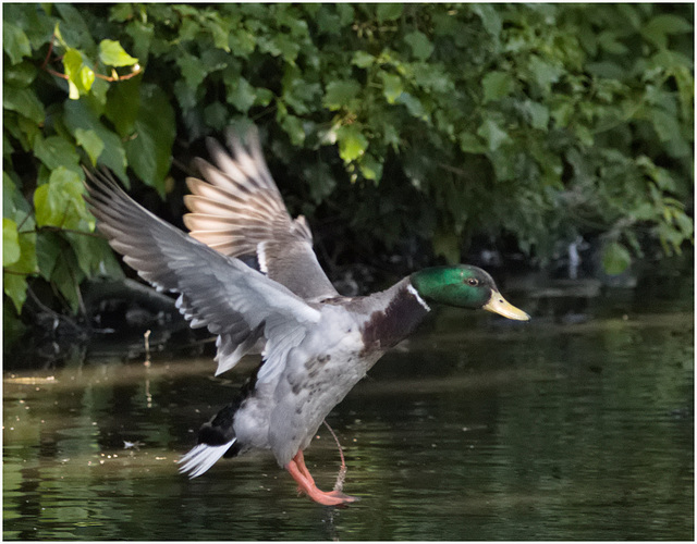 IMG 9649 Mallard