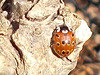 oaw[I] - eyed ladybird