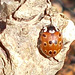 oaw[I] - eyed ladybird