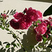 Roses du parc************