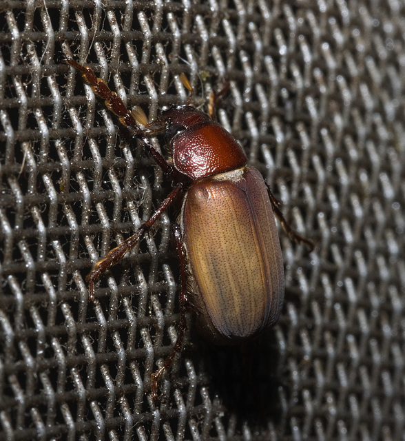 IMG 2346 Beetle-1