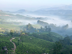 Tea plantations from above.