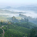 Tea plantations from above.