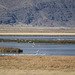 Tule Lake National Wildlife Refuge pelicans (0995)