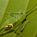 Cricket IMG_7134