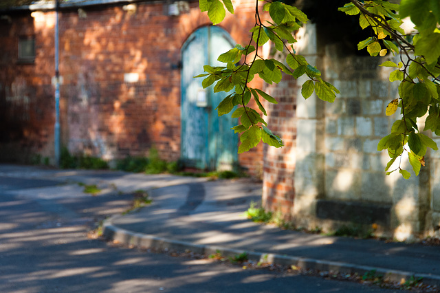 08.49 Overhanging Leaves