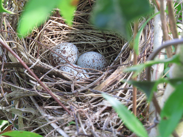 Northern cardinal eggs in nest