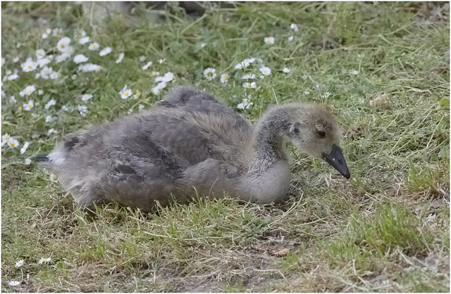 IMG 9651 Canada Goose Gosling