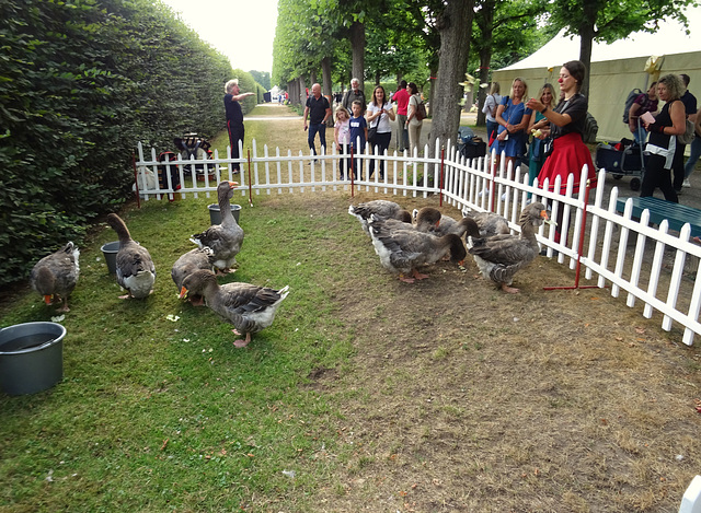 HFF /mit Zaun gibts eine Pause für den Gänsevater