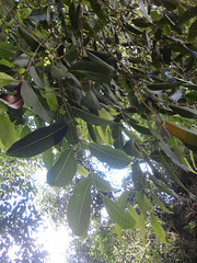 DSC01363 - jambolão Syzygium cumini, Myrtaceae
