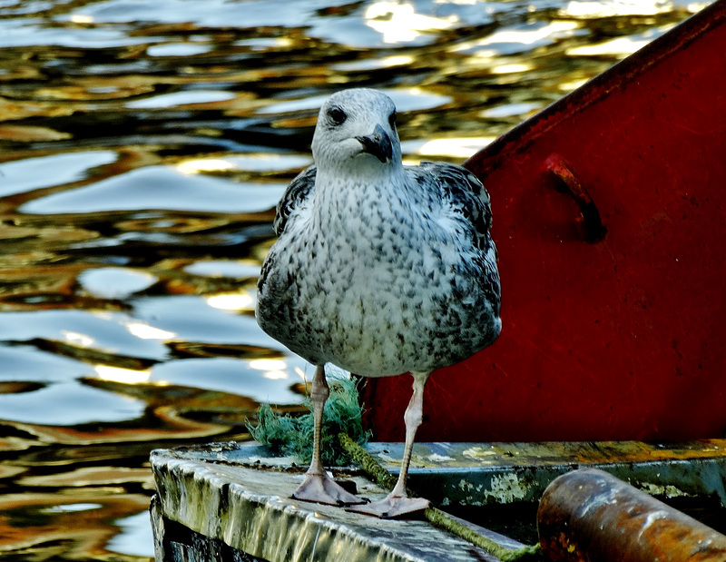 Young Gull