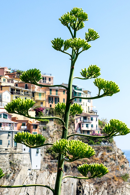 Manarola, Cinque Terre, Italy