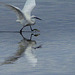 Aigrette  Garzette