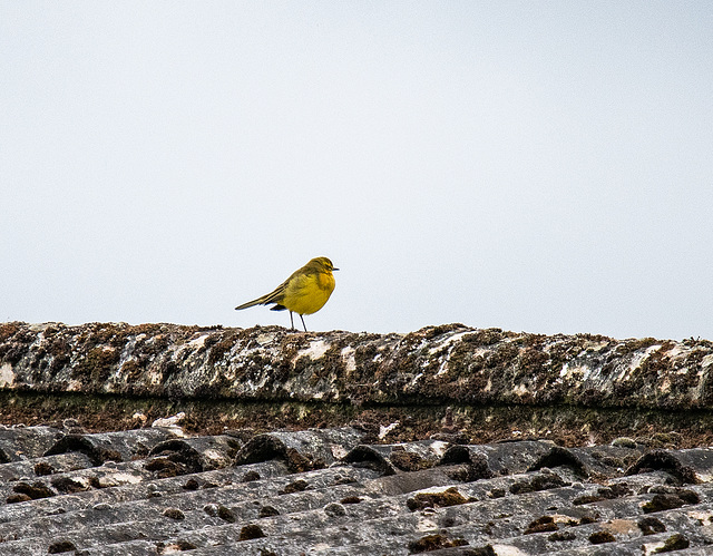 Yellow wagtail