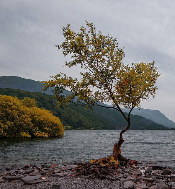 Playing with Photoshop, the lone tree, Lake Padarn