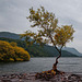 Playing with Photoshop, the lone tree, Lake Padarn