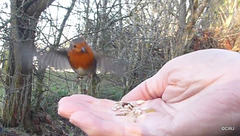 The gazebo robin mid flight!