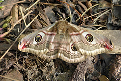 Great Peacock (Emperor) Moth   /   April 2020