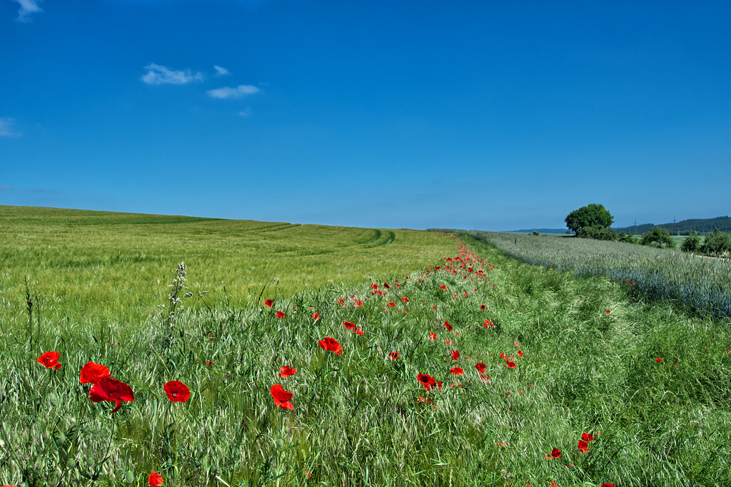 Doppelkorn mit Mohn