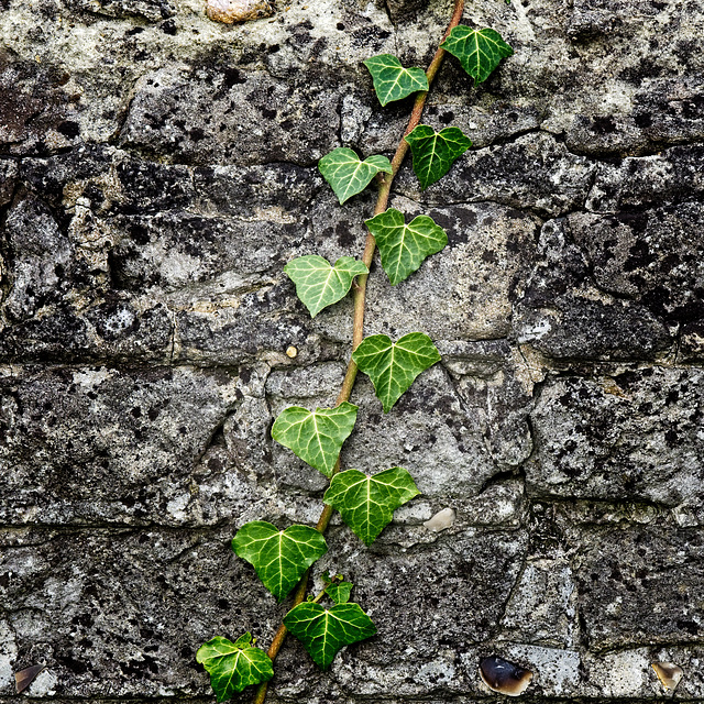 Ivy