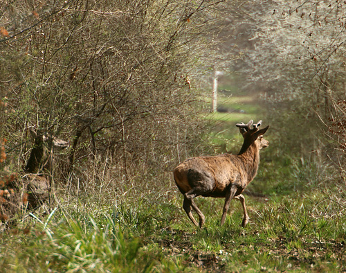 la repousse des bois ....