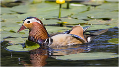 IMG 9678 Mandarin Drake