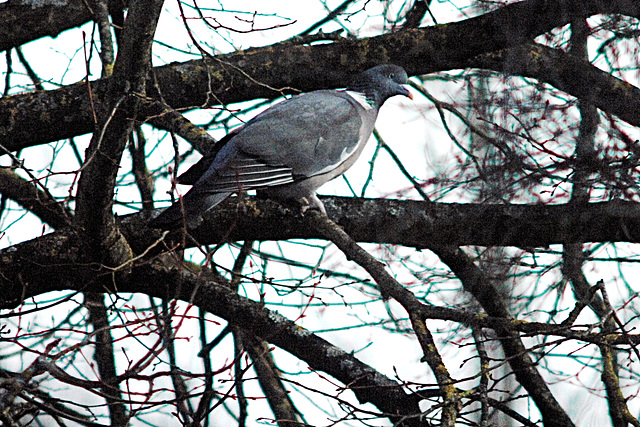 Wood Pigeon