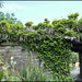 Glycine sur pont