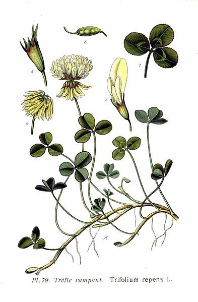 393px-79 Trifolium repens L