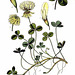 393px-79 Trifolium repens L