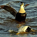 Male Eiders having fun!!