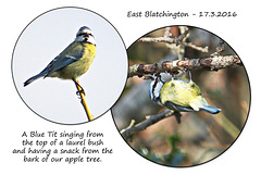 Blue Tit at East Blatchington - Sussex - 17.3.2016