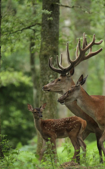 portrait de famille  .....