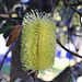 Silver Banksia