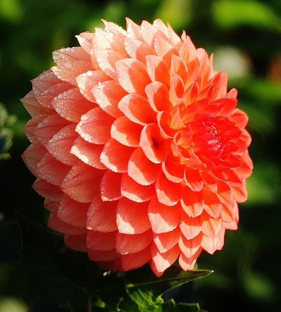 Dahlia pompon