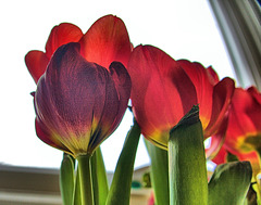 Tulip 4