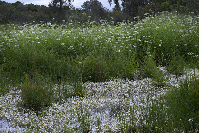 Conium maculatum, Cicuta