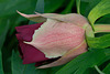DSCF5069