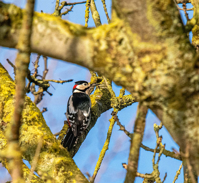 Great spotted woodpecker