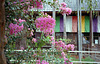 Crape-myrtle at a temple