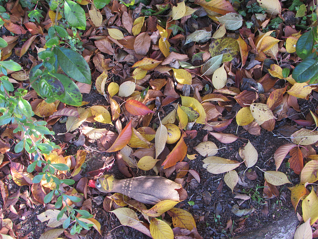 Dead Leaves