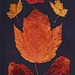 42/50 maple leaf, feuille d'érable