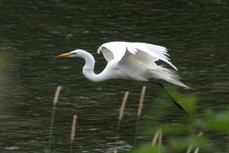 20/50 grande aigrette-great egret