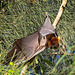 Flying Fox wings