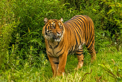 Tigress