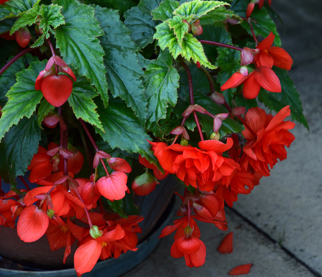 Trailing Begonia