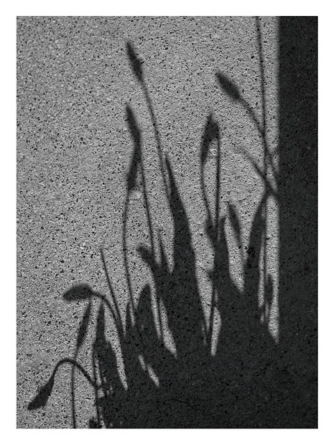 Shadows on a wall